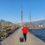 Brestovec južný (Celtis australis) - výška 320-350 cm, obvod kmeňa 8/10 cm, kont. C45L